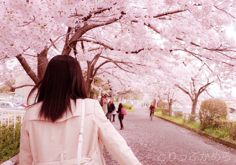 鴨川沿いの桜並木