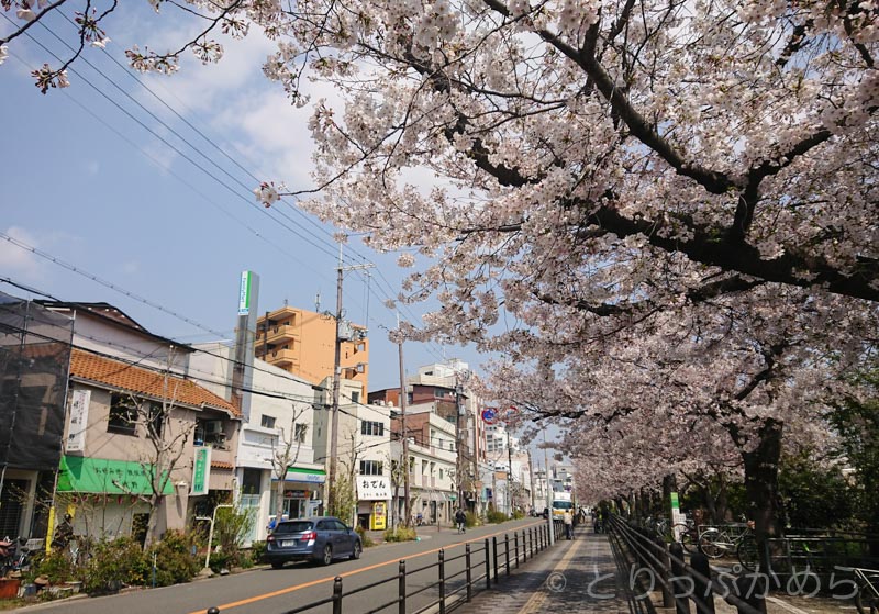 東淀川駅前の桜3