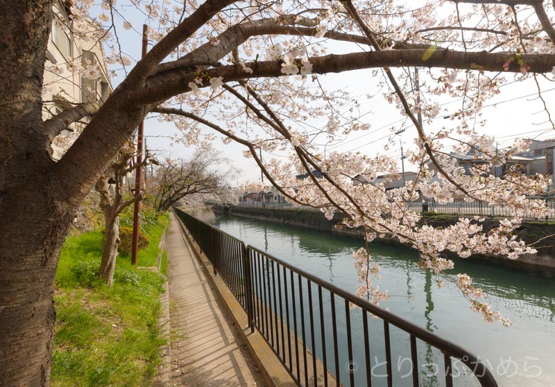 琵琶湖疏水の桜4