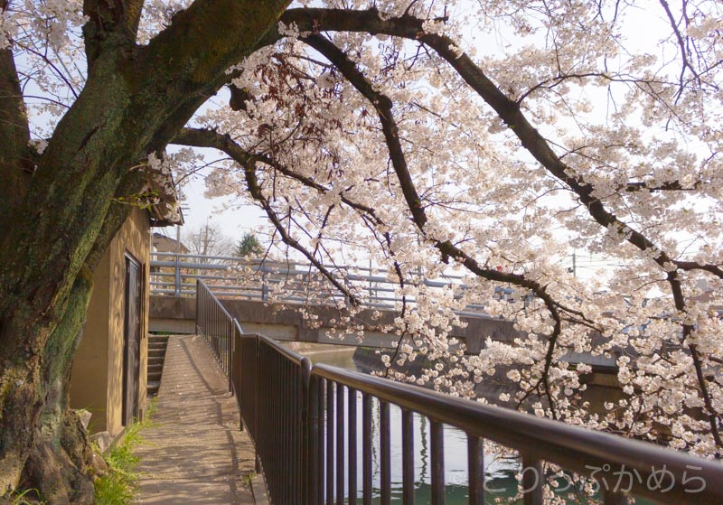 琵琶湖疏水の桜3