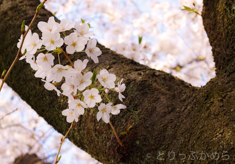 琵琶湖疏水の桜1