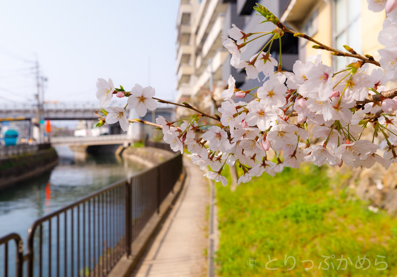 琵琶湖疏水の桜2