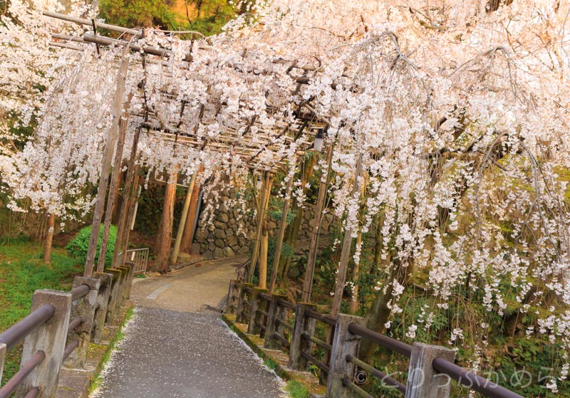  剣神社の近くにある枝垂れ桜2