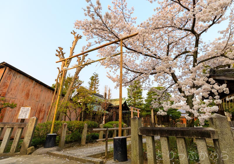 剣神社の桜
