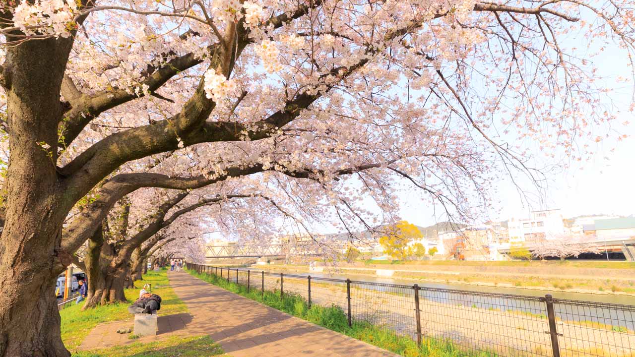 東福寺周辺の桜
