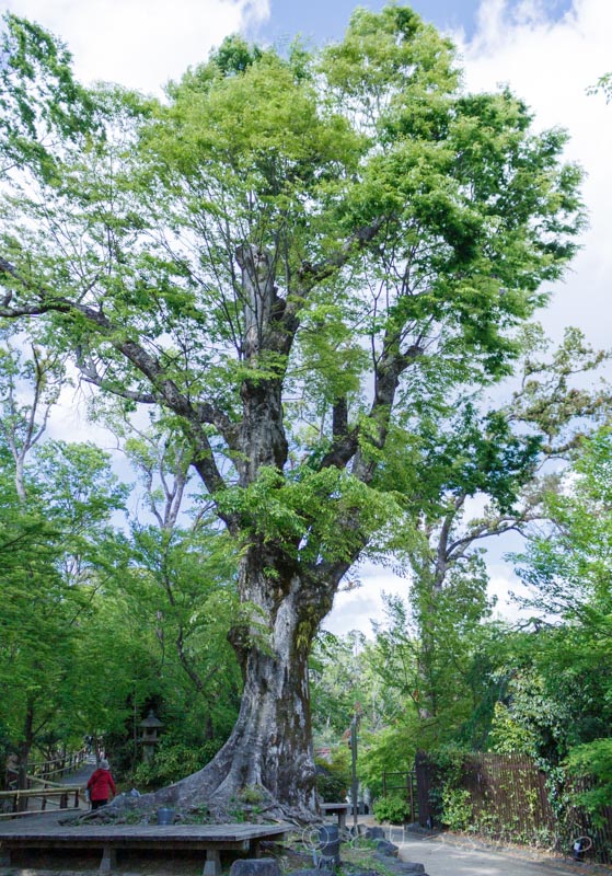 樹齢600年の大欅の木が迫力満点