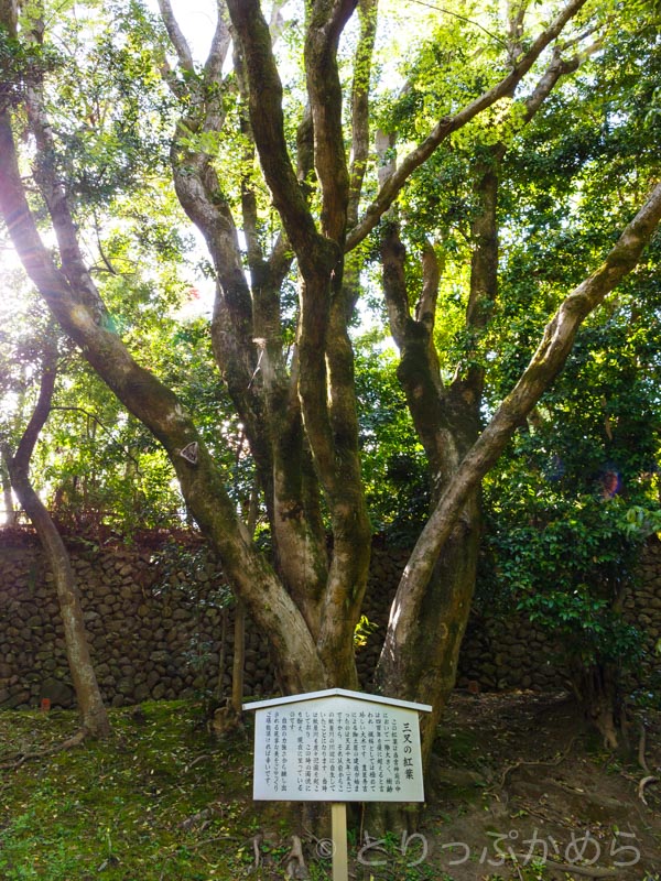 樹齢400年の三叉のもみじの木