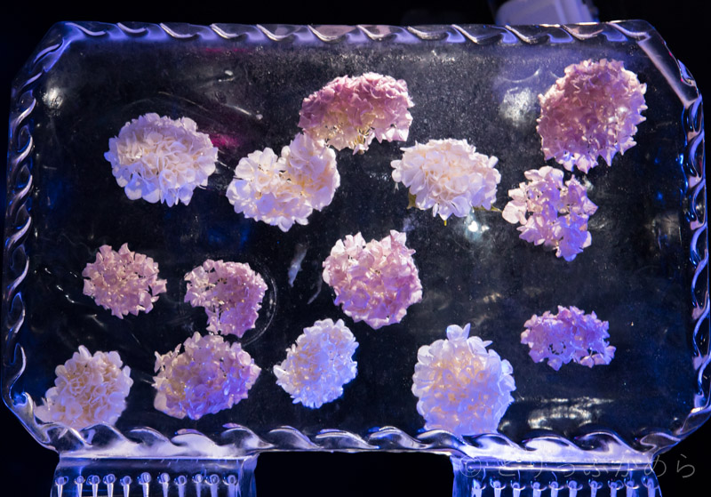 フラワーアイスカフェの紫陽花