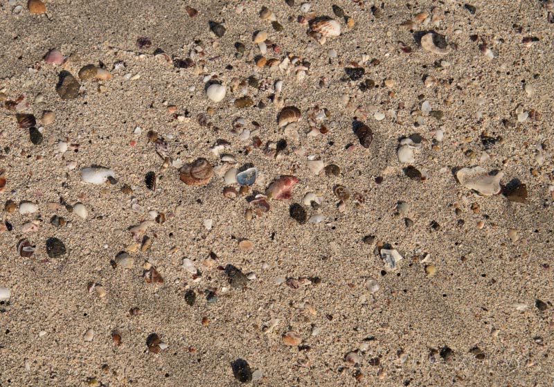 人津久の浜の砂浜の貝殻