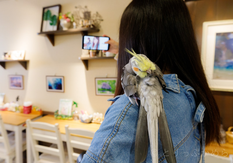 奈良のフクロウカフェでインコ肩に乗せてみた