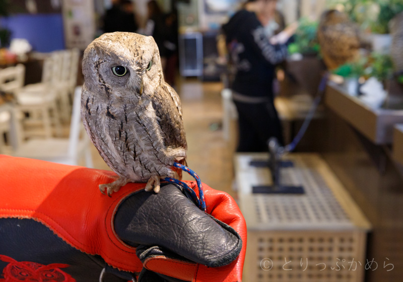 奈良のフクロウカフェで手乗り体験2