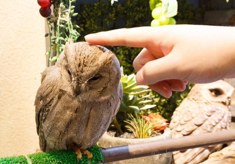 奈良のフクロウカフェわたわたはフクロウを触れる