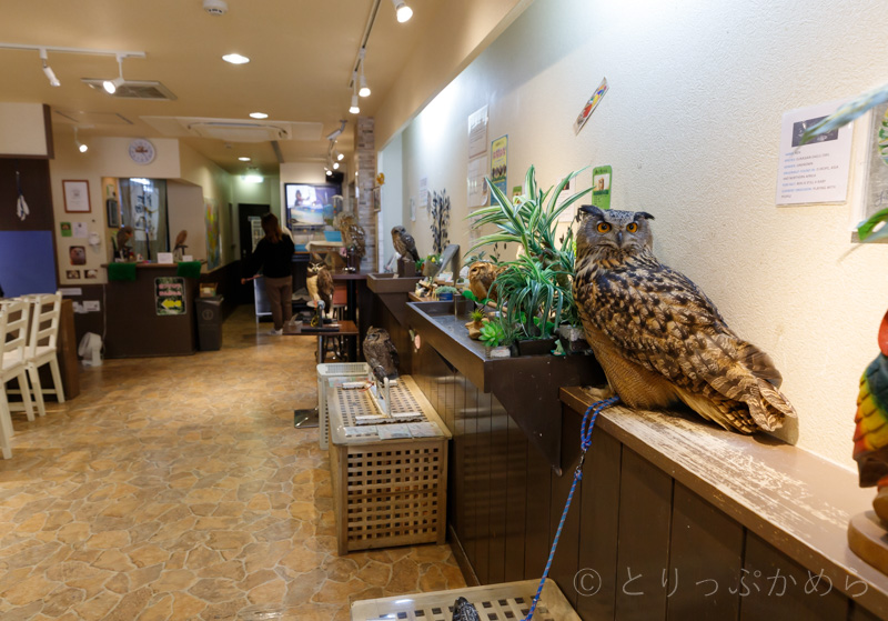 奈良のフクロウカフェわたわたの店内2