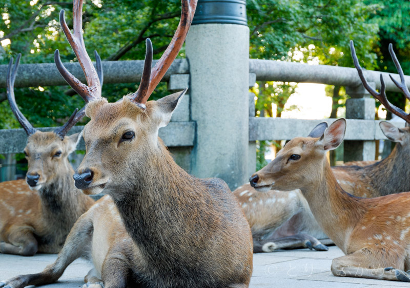 お昼間の奈良公園の鹿2