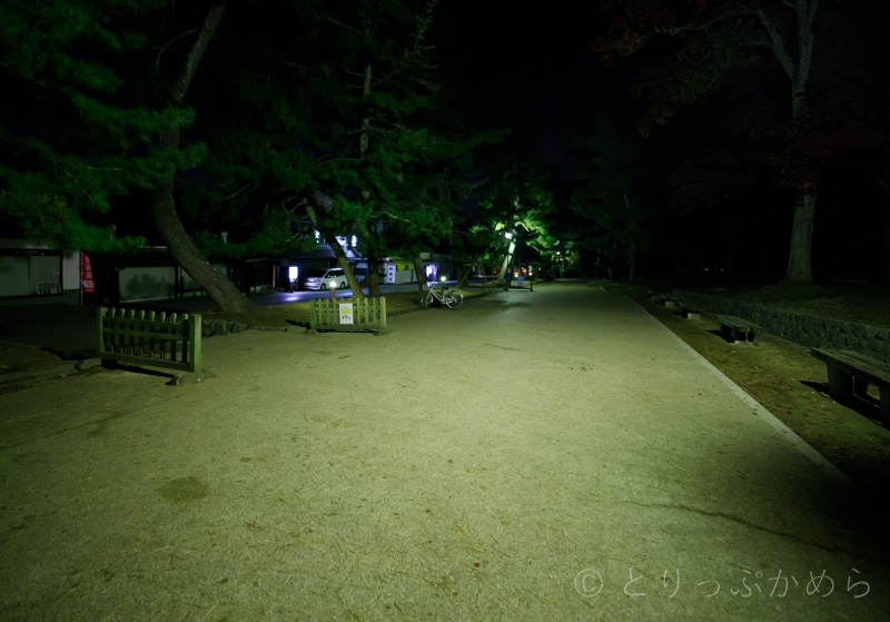 奈良の夜の鹿は昼と同じ場所にはいない2