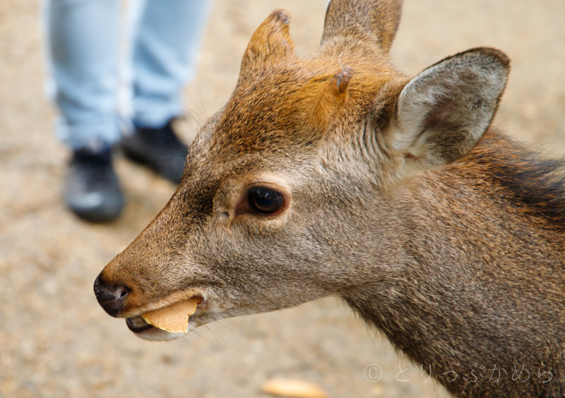 奈良の鹿せんべい