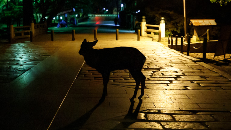 奈良には夜でも鹿はいるの?実際に見に行ってみた